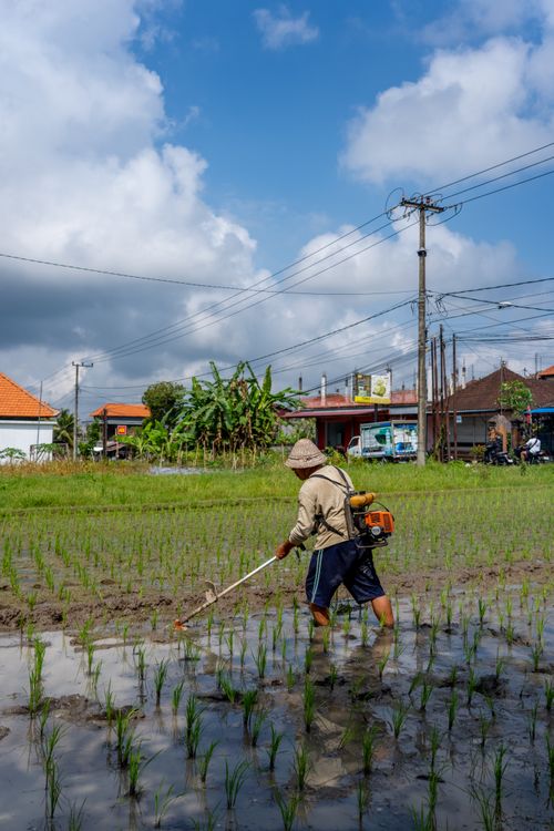 Free A farmer tending rice paddies under a clear sky, showcasing rural agriculture. Stock Photo