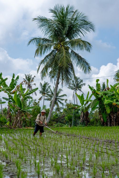 Free A farmer tending to a rice field surrounded by lush tropical palm trees under a bright sky. Stock Photo