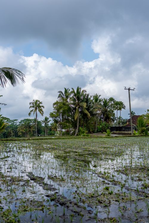 Free Vibrant tropical paddy field with palm trees under a dramatic cloudy sky, capturing serene natural beauty. Stock Photo