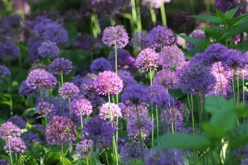 Free A beautiful field of purple Allium flowers blooming vibrantly in a garden setting in Toronto. Stock Photo