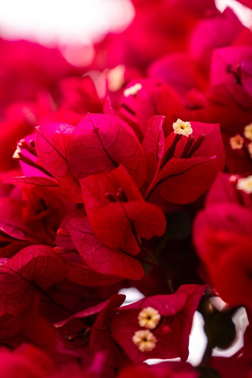 Free Close-up of vivid red Bougainvillea blooms in Puebla, Mexico. Perfect for garden themes. Stock Photo