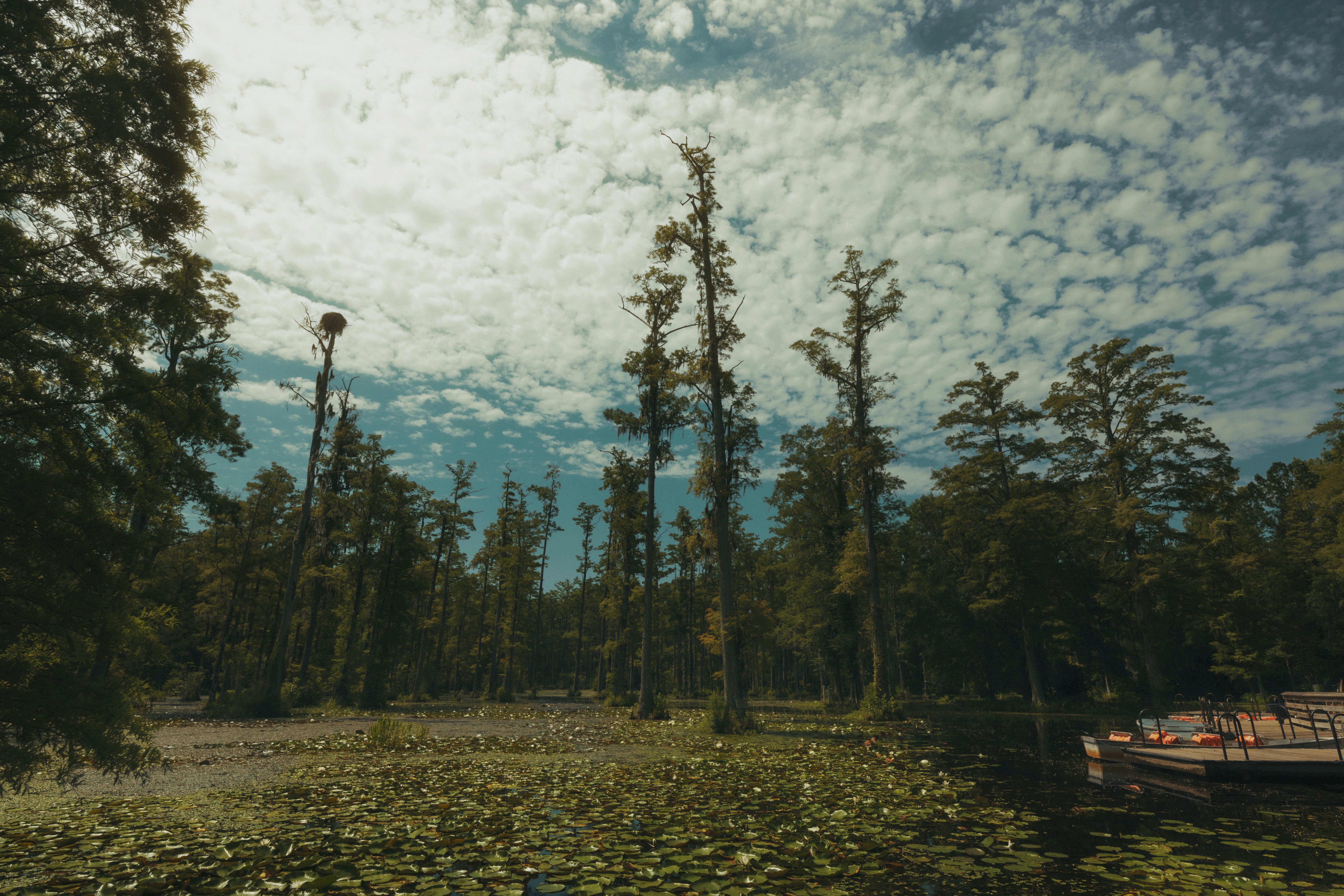 Discover the lush cypress swamp with lily pads in Charleston, South Carolina.