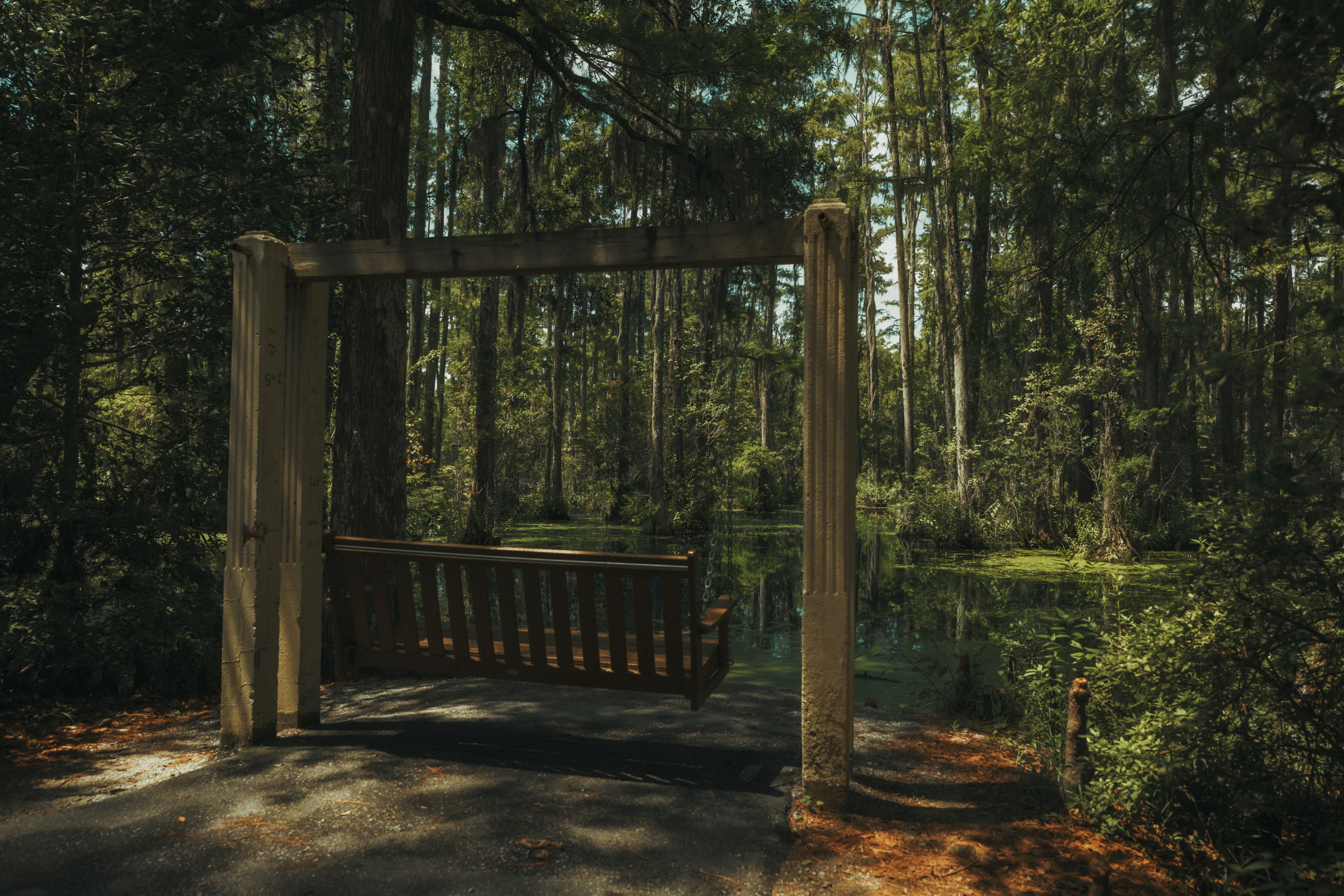 Serene swing overlooking a lush cypress swamp in Charleston, South Carolina, capturing the essence of southern nature.