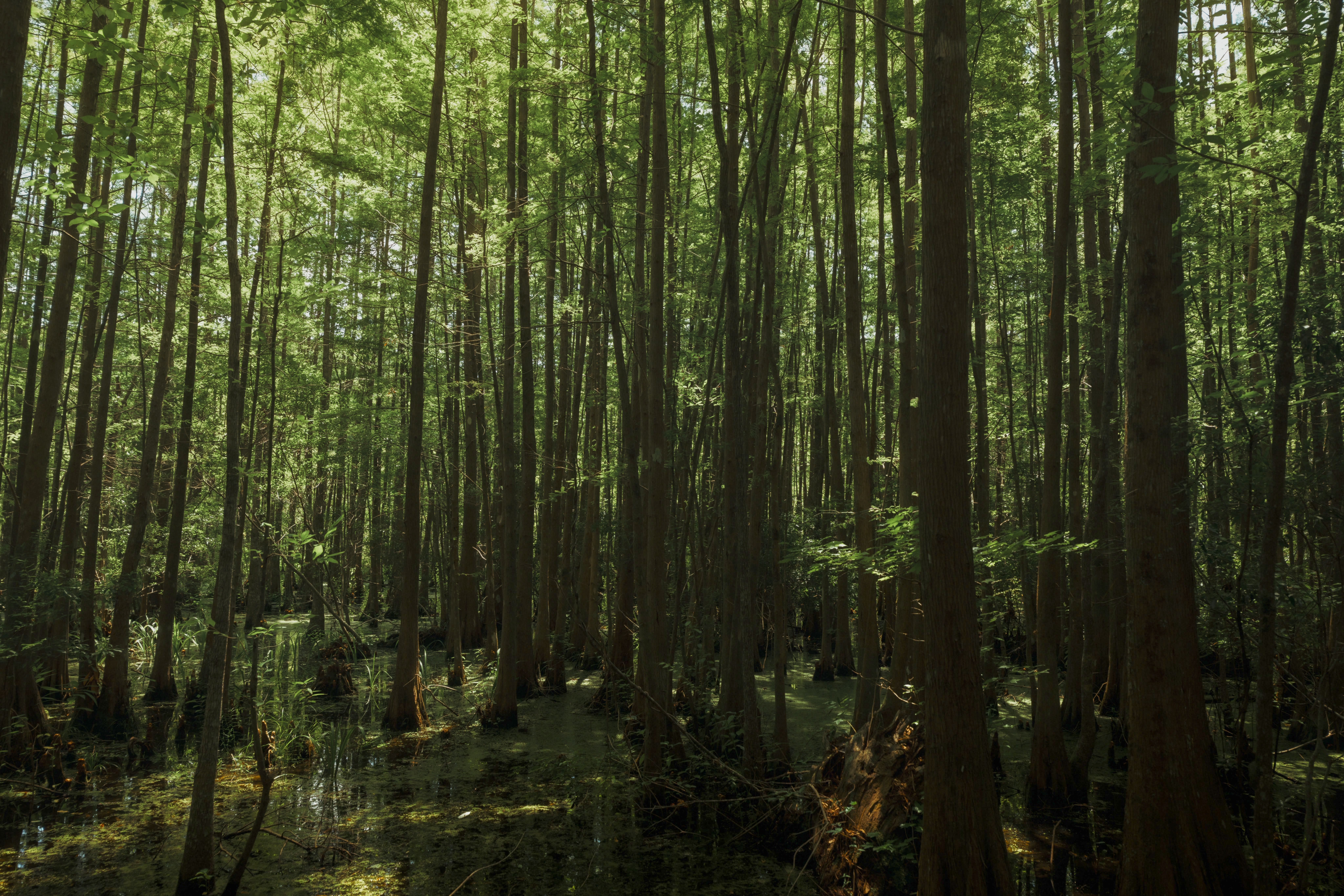 Tranquil view of a lush cypress swamp in Charleston's scenic lowcountry wilderness.