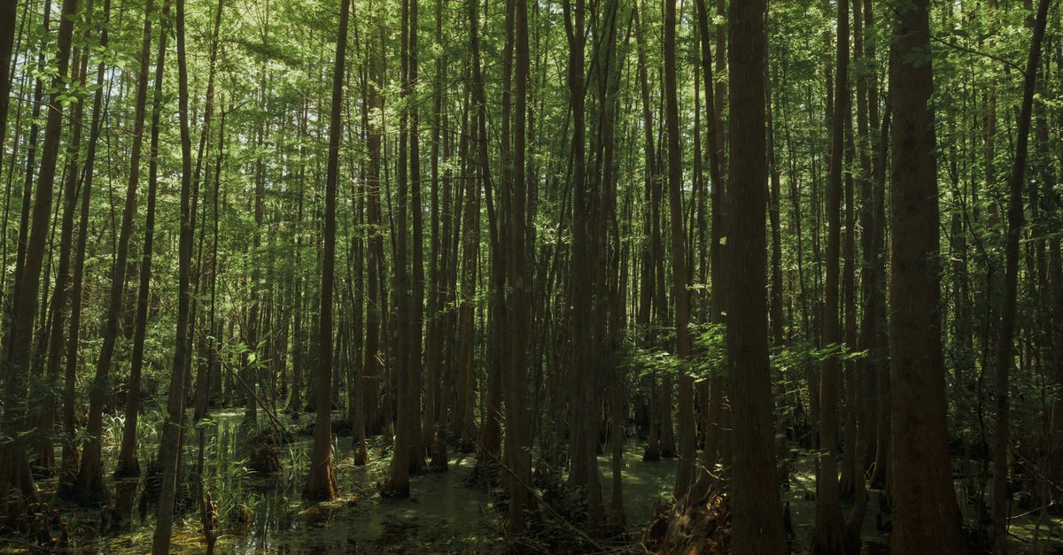 Tranquil view of a lush cypress swamp in Charleston's scenic lowcountry wilderness.