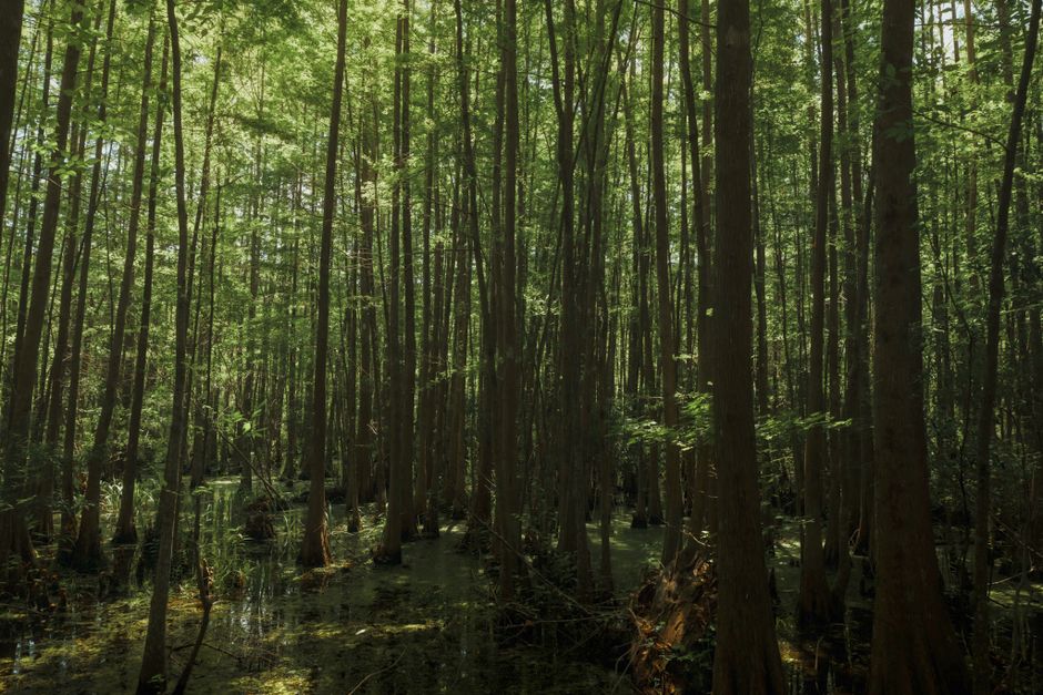 Tranquil view of a lush cypress swamp in Charleston's scenic lowcountry wilderness.