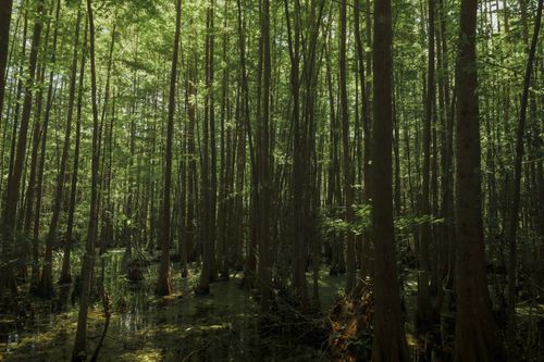 Free Tranquil view of a lush cypress swamp in Charleston's scenic lowcountry wilderness. Stock Photo
