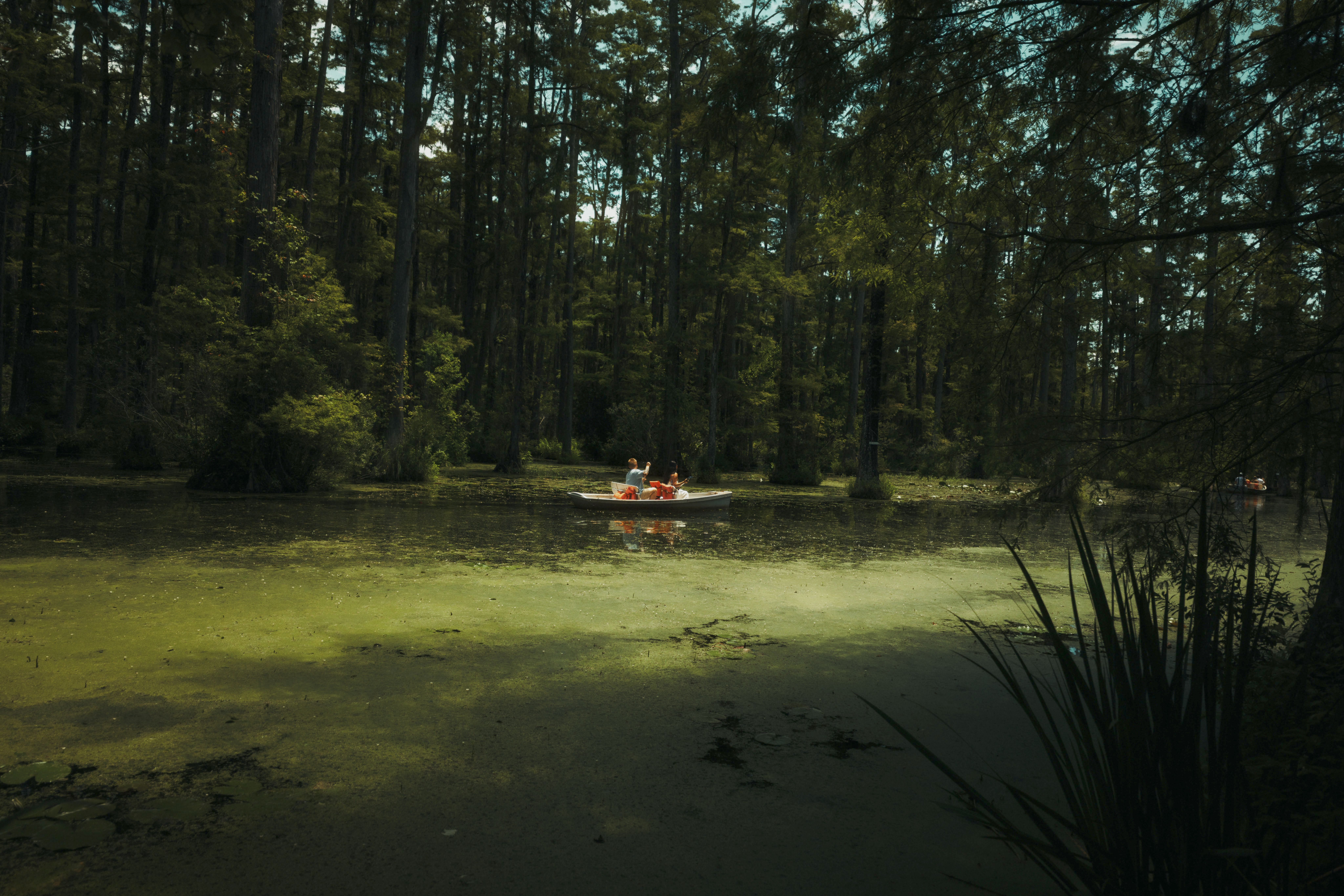 Explore the serene cypress swamp in Charleston with people paddling through lush greenery and mossy trees.