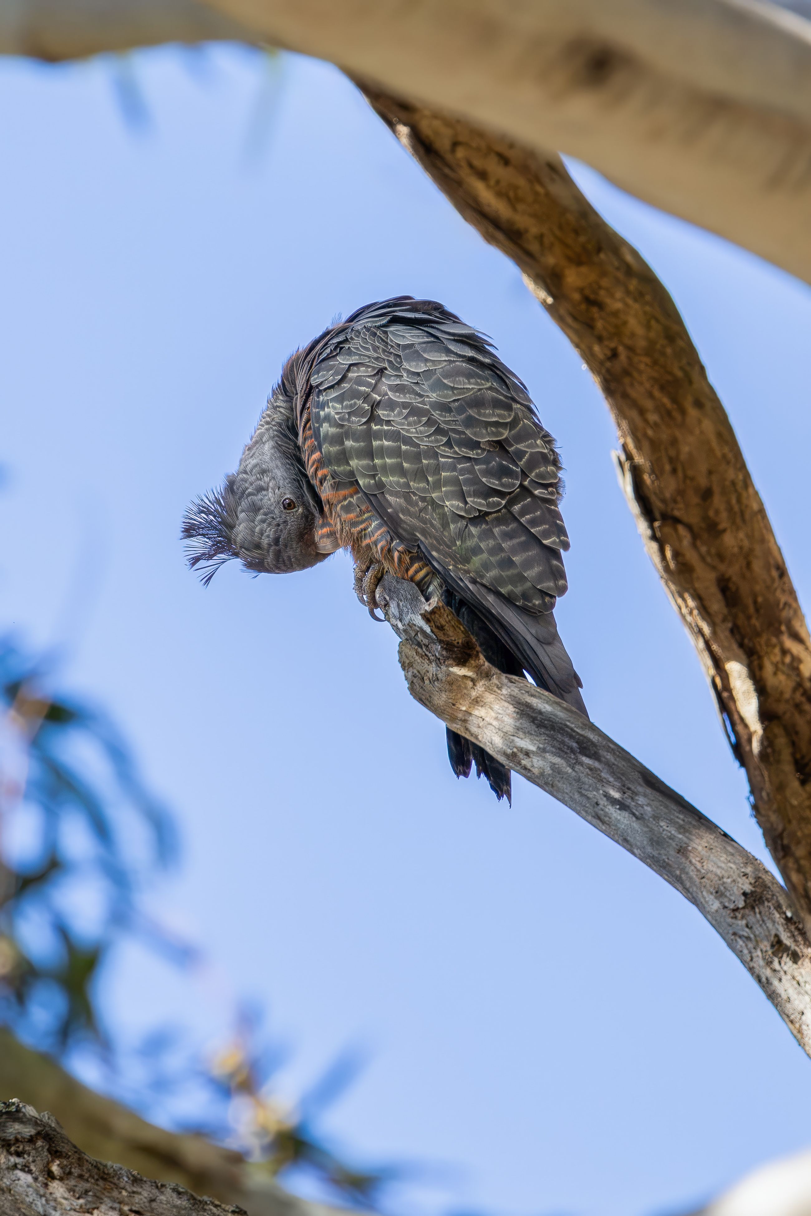 A beautiful gang-gang cockatoo perched on a tree in Jervis Bay, Australia.