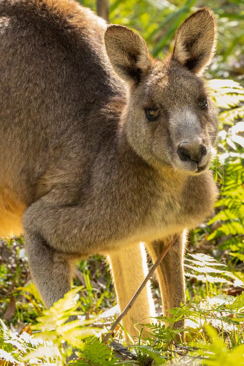 Free Close-up of an eastern grey kangaroo in lush Jervis Bay bushland during daylight. Stock Photo