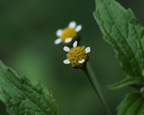Free Close-up macro photography of a yellow wildflower with green leaves, showcasing natural beauty in detail. Stock Photo