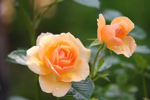 無料 昼間に咲くオレンジ色のバラの花 写真素材
