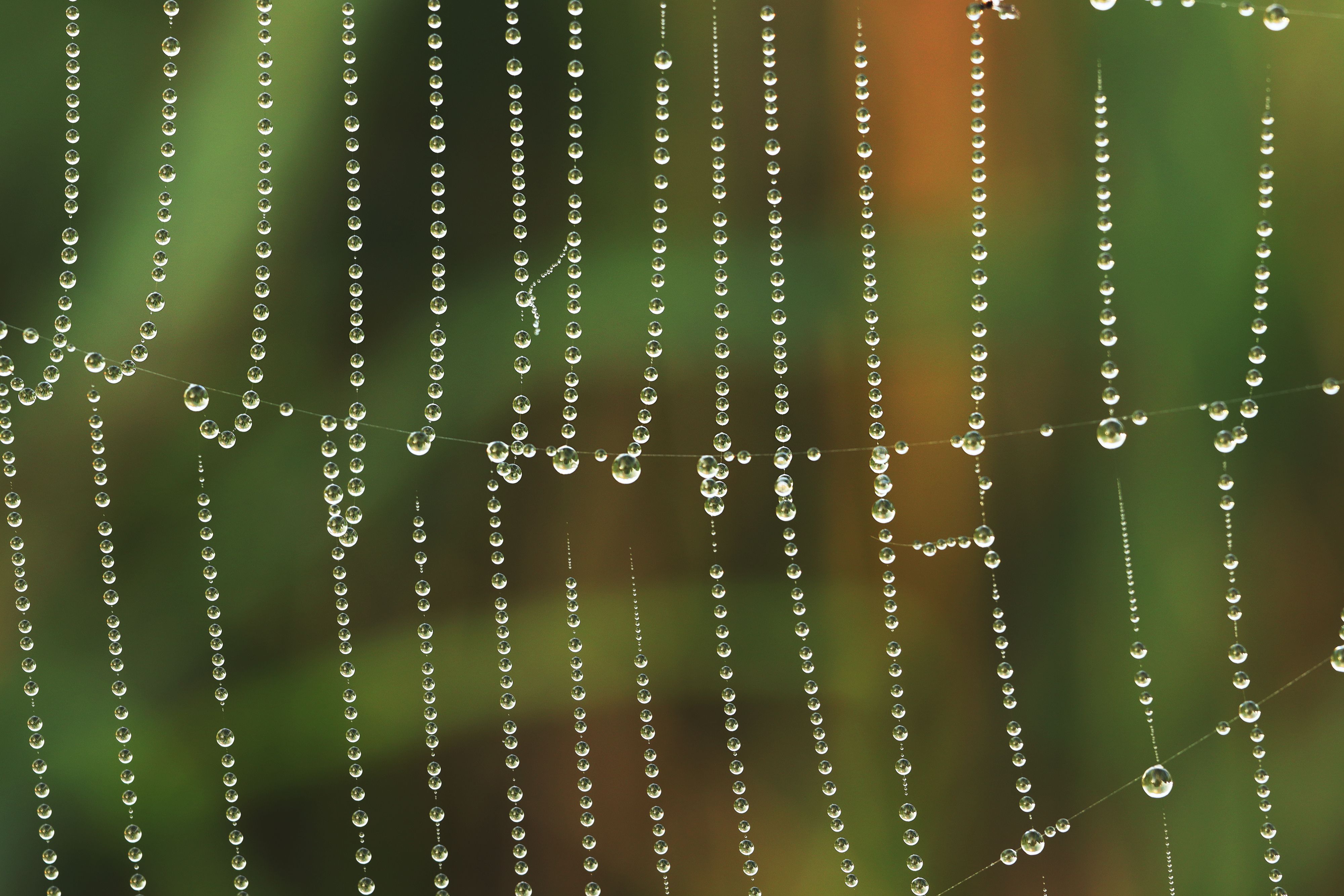 Close-up of dew-laden spider web with natural background, showcasing nature's intricate beauty.