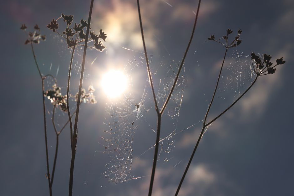 spider web dew drops