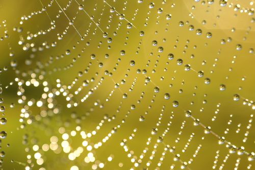 Free Close-up of dewdrops on a spider web glistening in sunlight, creating a natural pattern. Stock Photo