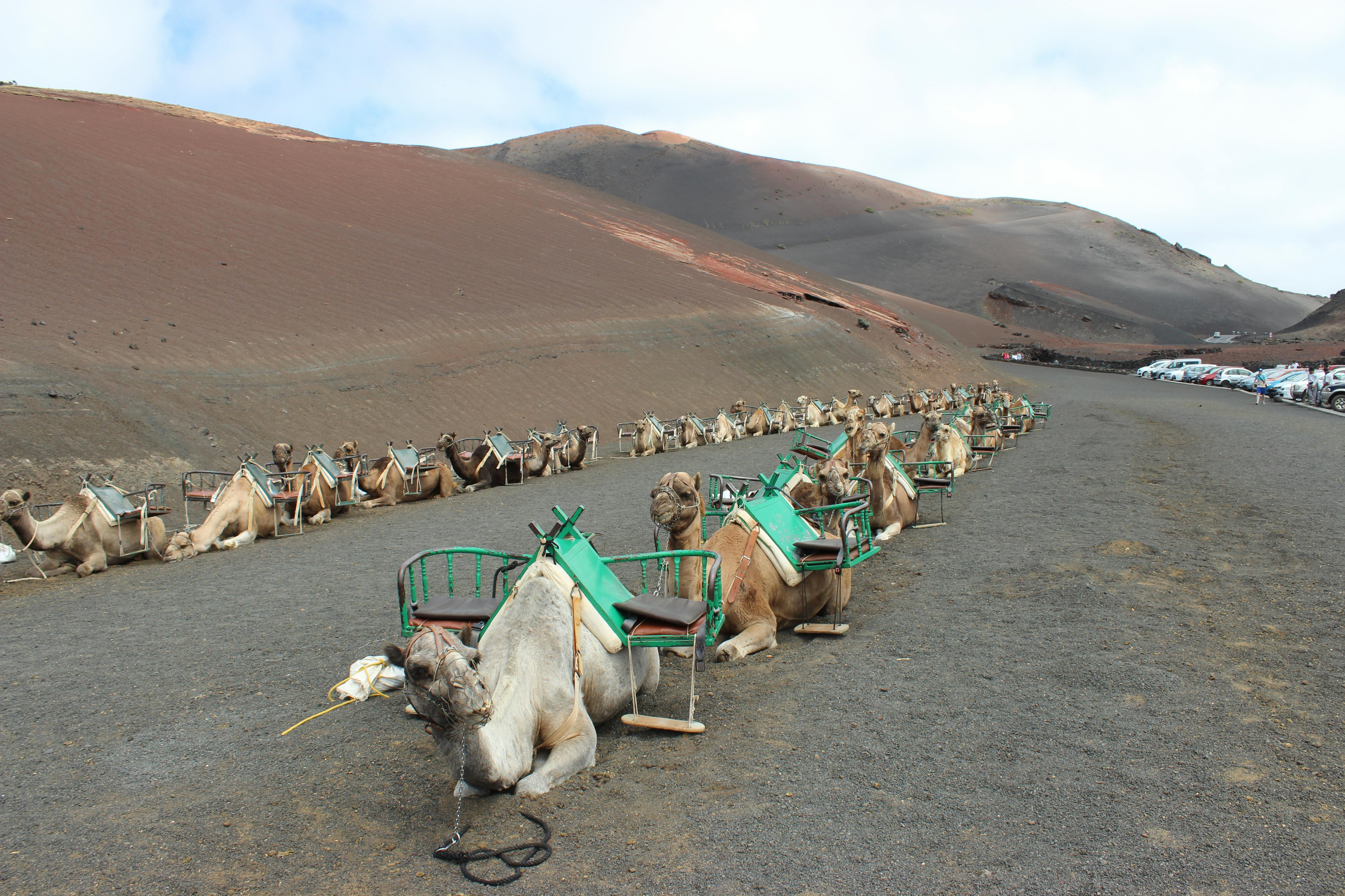 Kostenloses Foto zum Thema santa cruz de tenerife, spanien, teneriffa