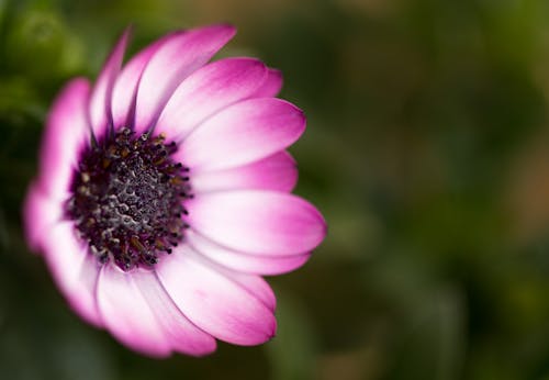 Free Pink and White Flower in Bloom Stock Photo