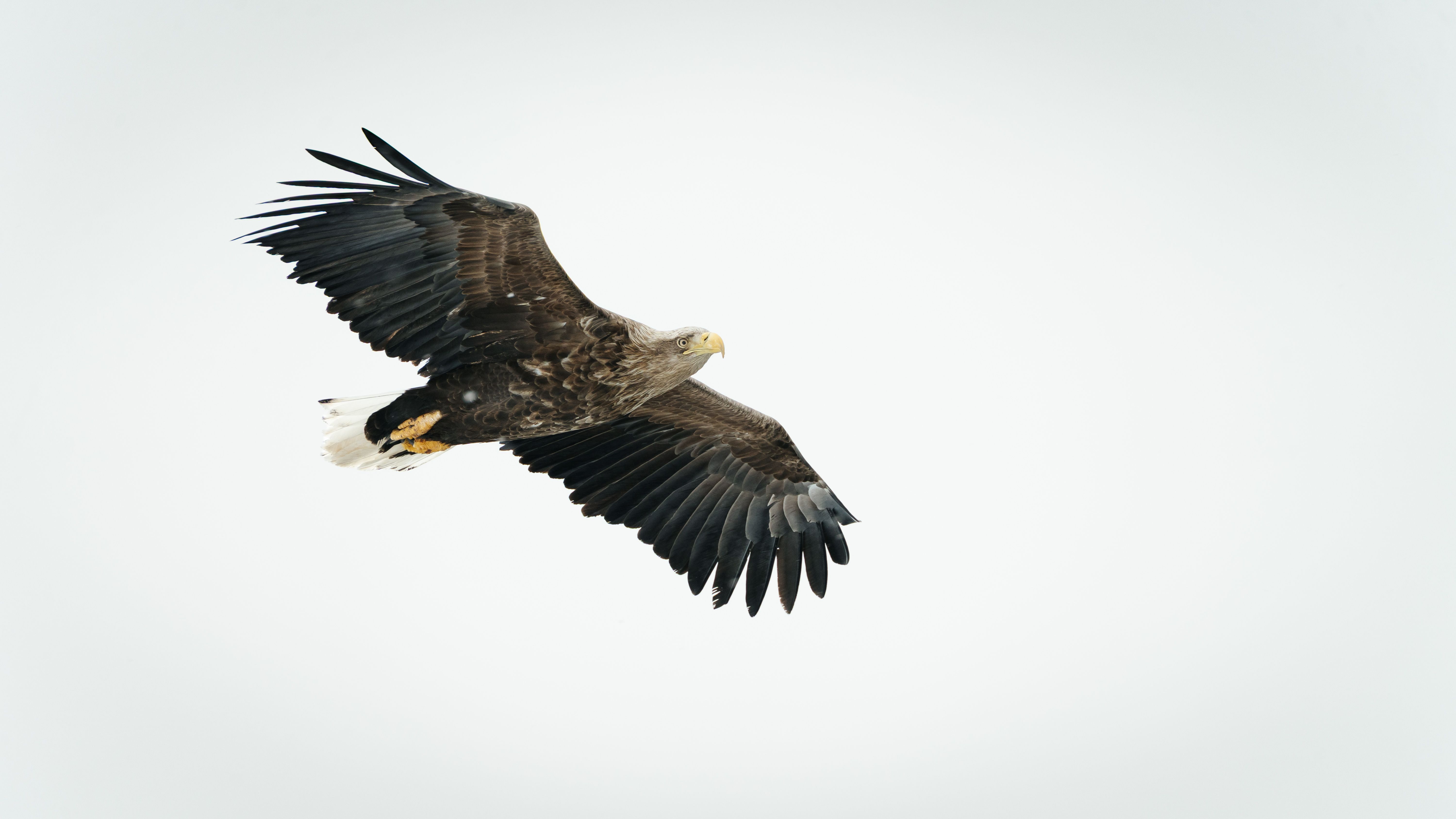 A white-tailed eagle soars gracefully in the sky over Nuuk, Greenland.