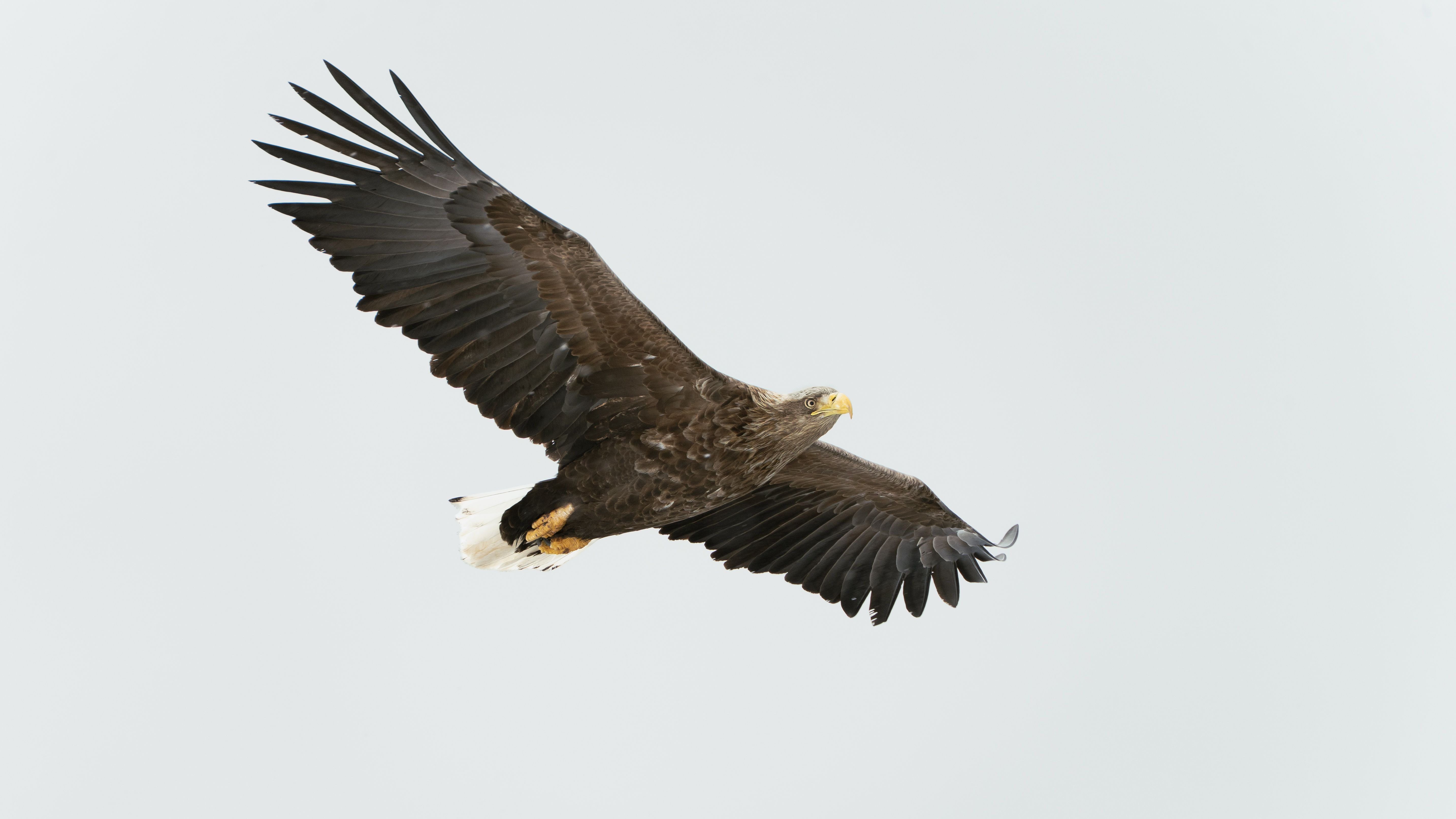 A stunning white-tailed eagle soaring high in the skies over Greenland.
