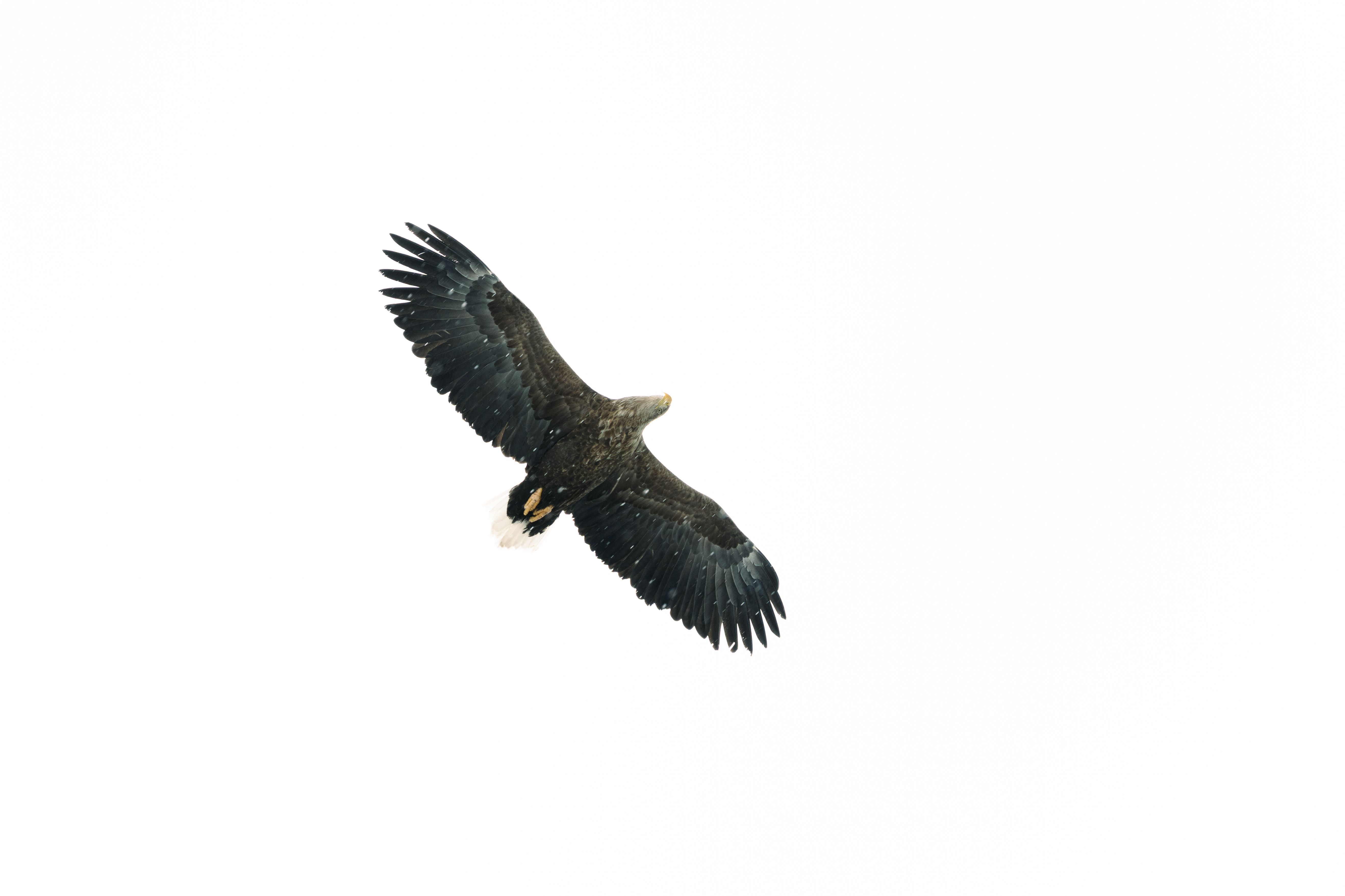 Capture of an eagle in flight against a bright sky in Nuuk, Greenland.