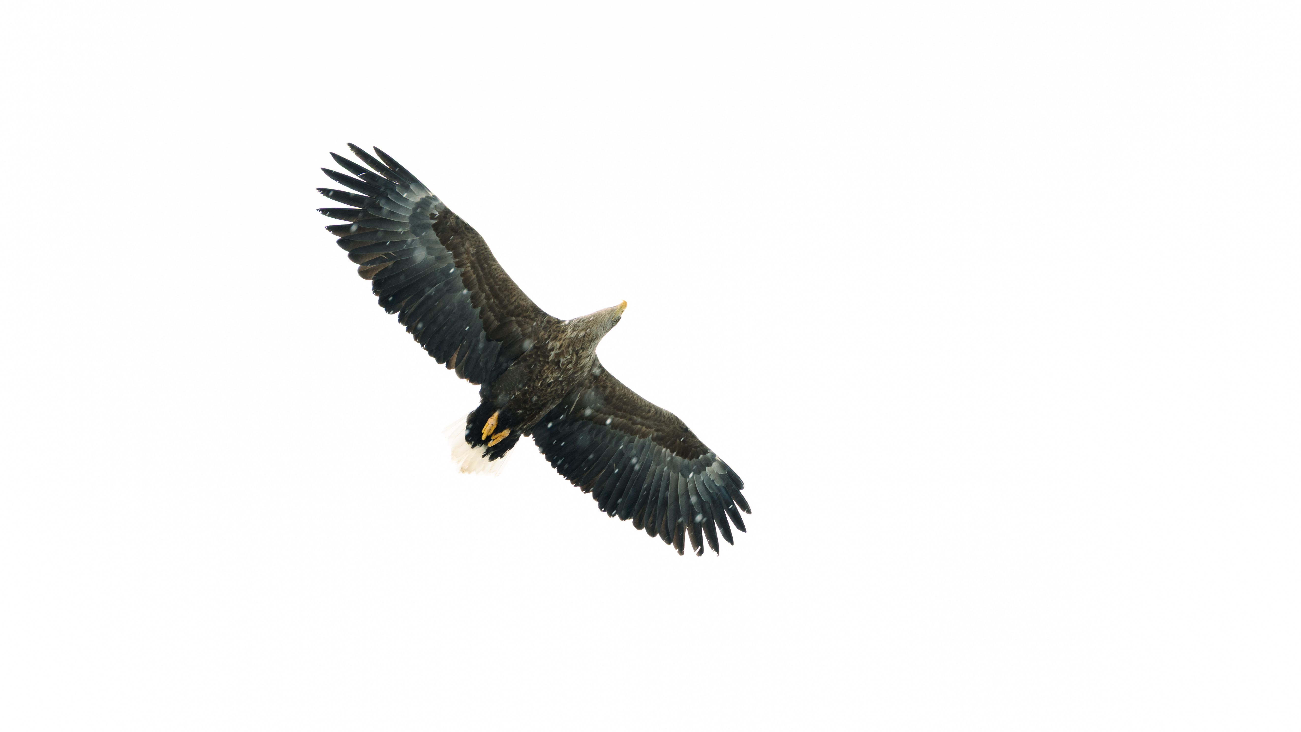 White-Tailed Eagle soaring against a bright sky in Nuuk, Greenland.