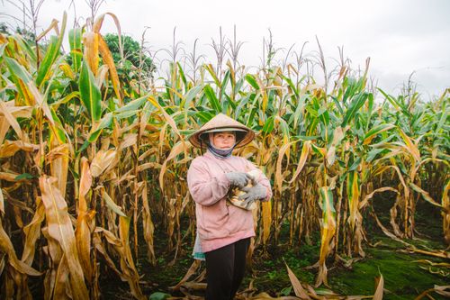 Free A farmer in traditional attire harvesting corn in Gia Lai, Vietnam. Stock Photo