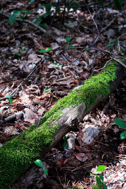 Free A moss-covered log lies on the forest floor surrounded by leaves and greenery. Stock Photo