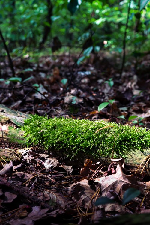 Free Close-up of vibrant green moss growing on a log amidst fallen leaves in a spring forest. Stock Photo