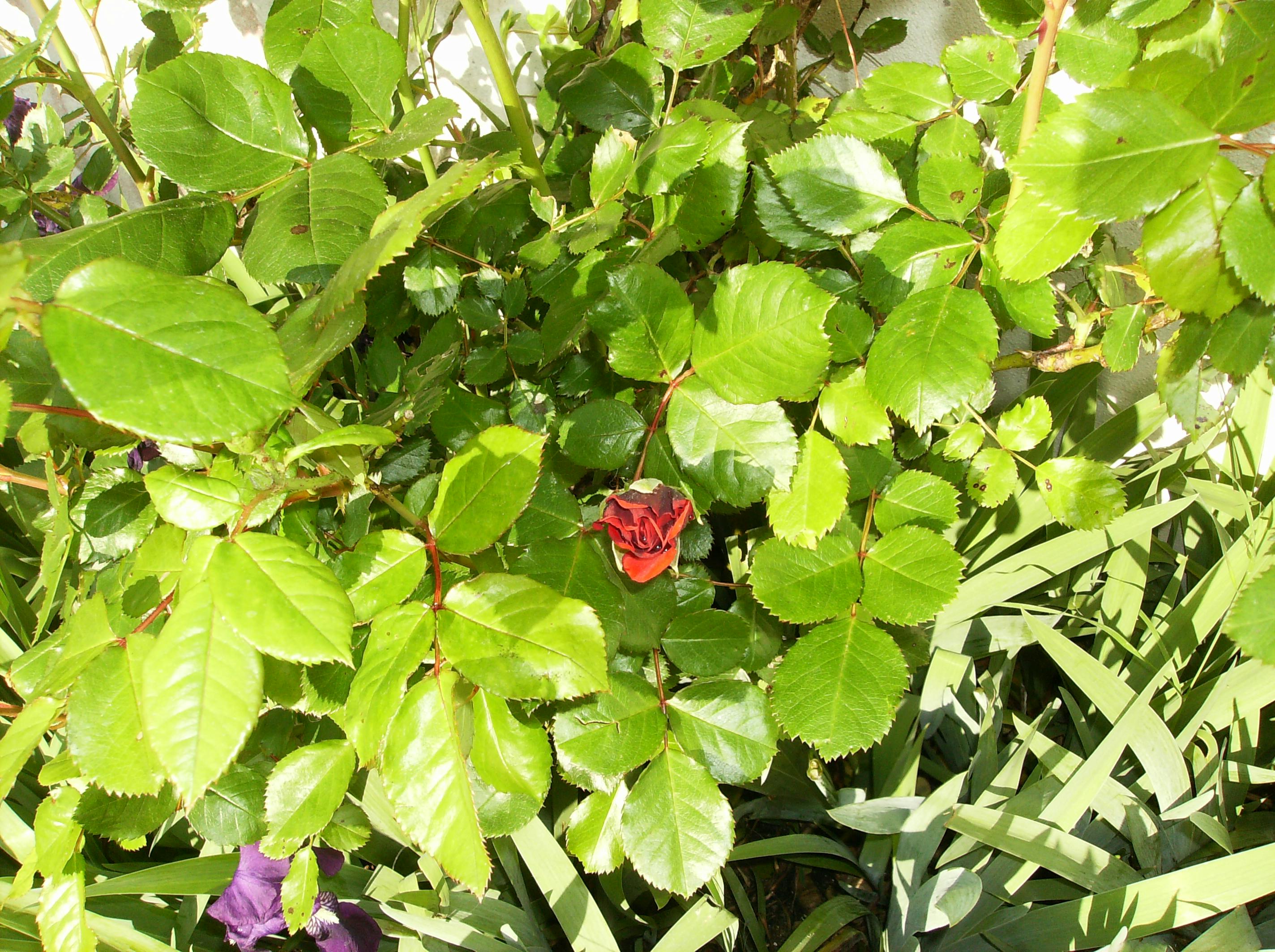 Doctor consulting a patient in a clinic