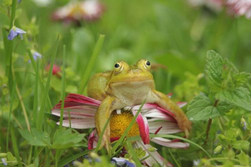 Free A bright green frog perched on a colorful daisy among lush greenery. Stock Photo
