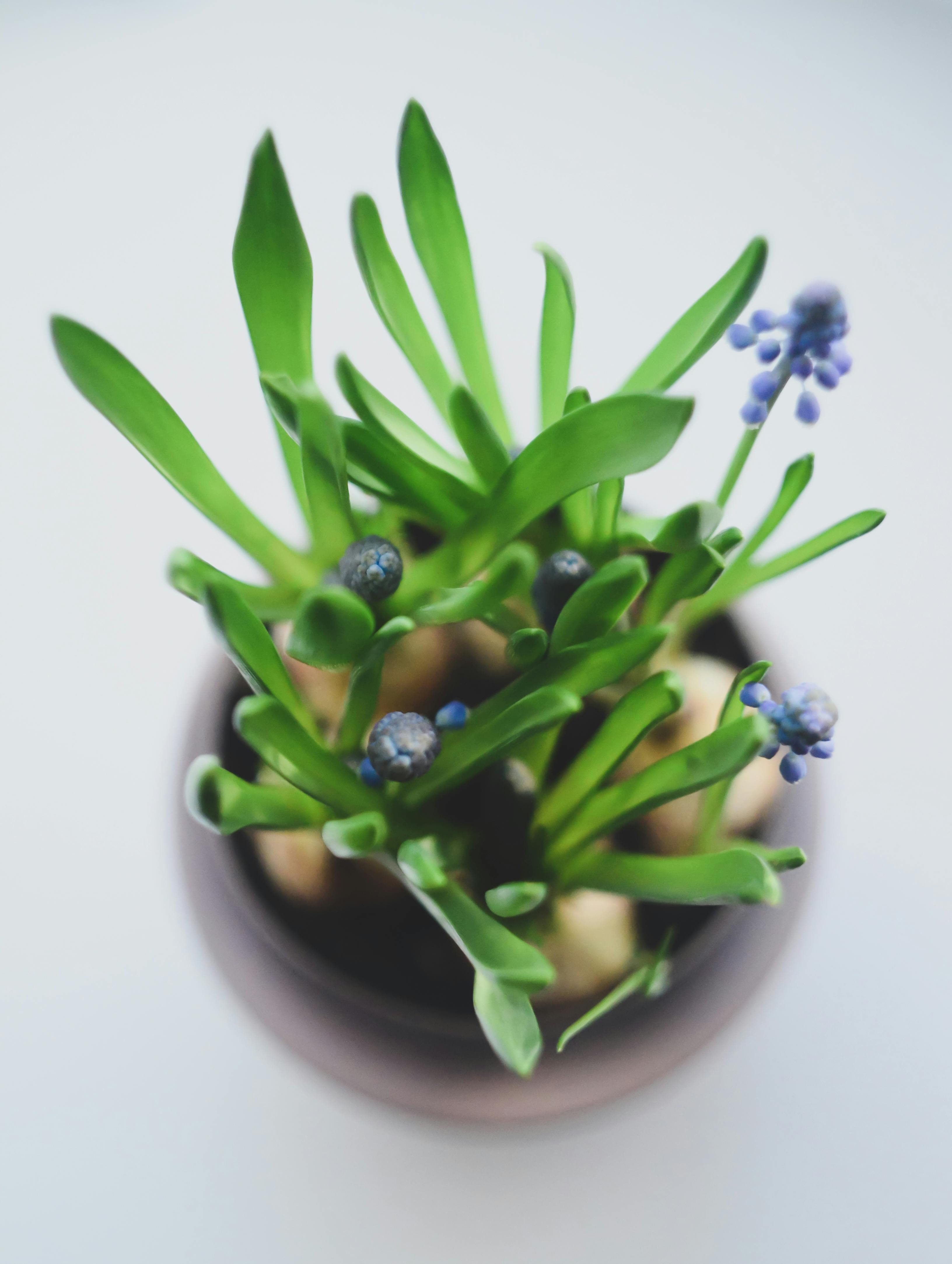 Person using a laptop to check official health guidance