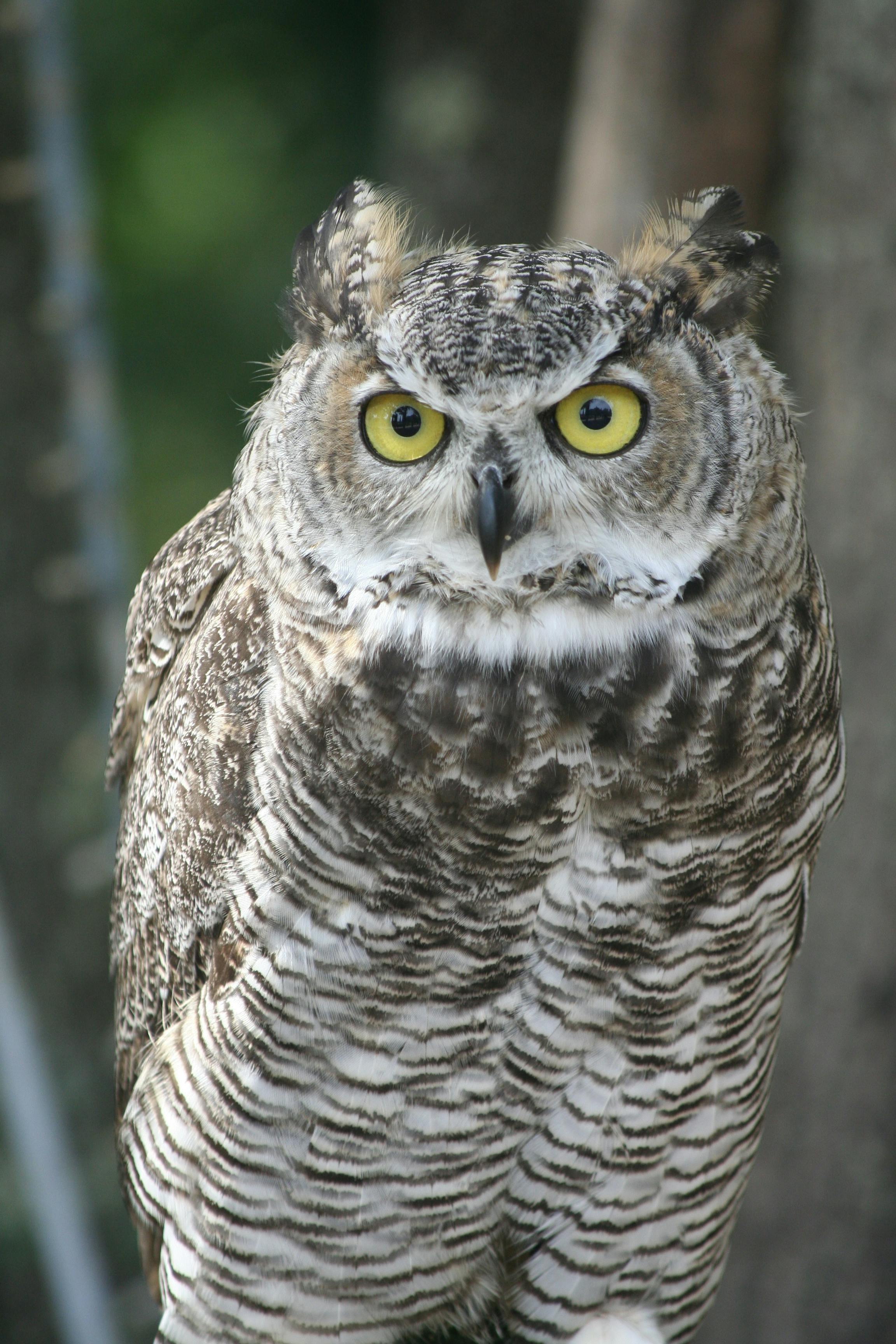 Free stock photo of bird, owl