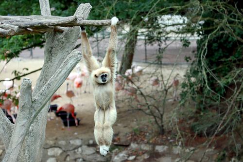 Free A gibbon elegantly hangs from a tree branch, showcasing its natural agility in a zoo setting. Stock Photo