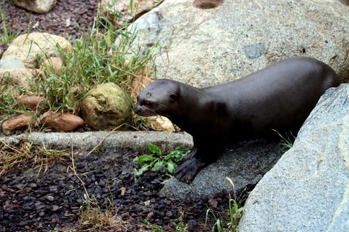 Free A giant otter rests on rocks surrounded by grass and stones in a natural habitat. Stock Photo