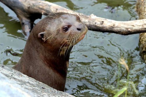 Free A river otter peeks out from the water surrounded by driftwood, showcasing natural curiosity. Stock Photo