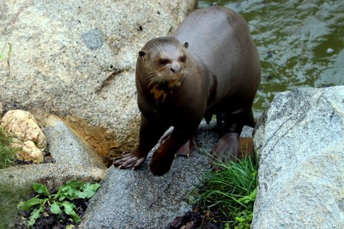 Free Giant otter standing on rocks by the water, showcasing natural habitat in a serene outdoor setting. Stock Photo