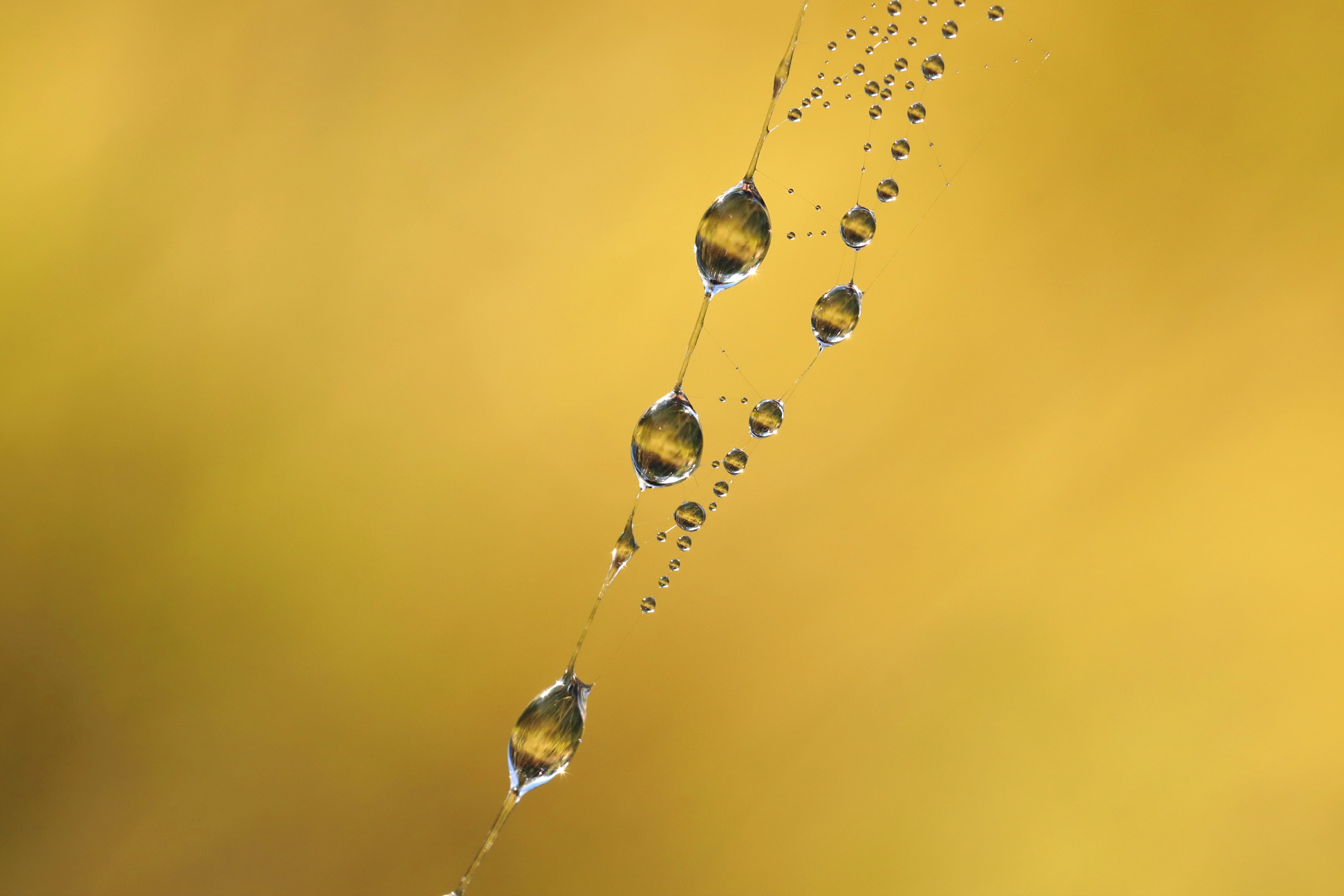 spider web dew drops