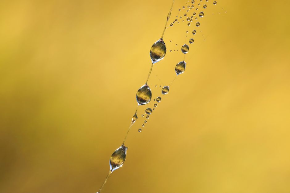 spider web dew drops