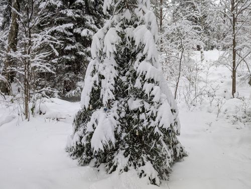 Free A serene winter landscape featuring a snow-covered pine tree in a tranquil forest setting. Stock Photo