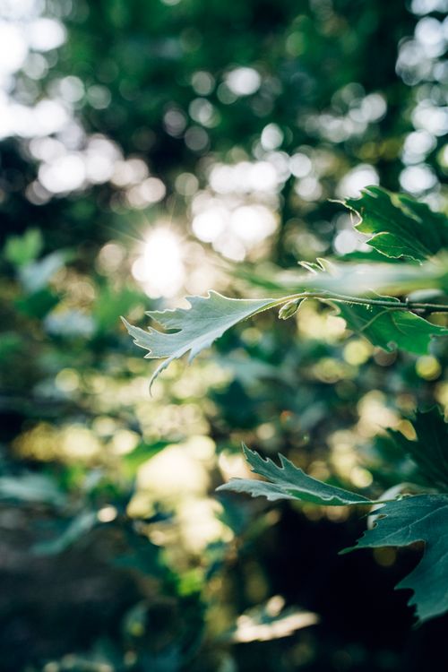 Free Beautiful sunlight filters through green leaves, creating a serene summer scene in Denizli, Türkiye. Stock Photo