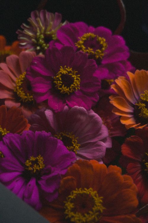 Free A bouquet of colorful zinnia flowers with vibrant pinks and oranges in dramatic lighting. Stock Photo