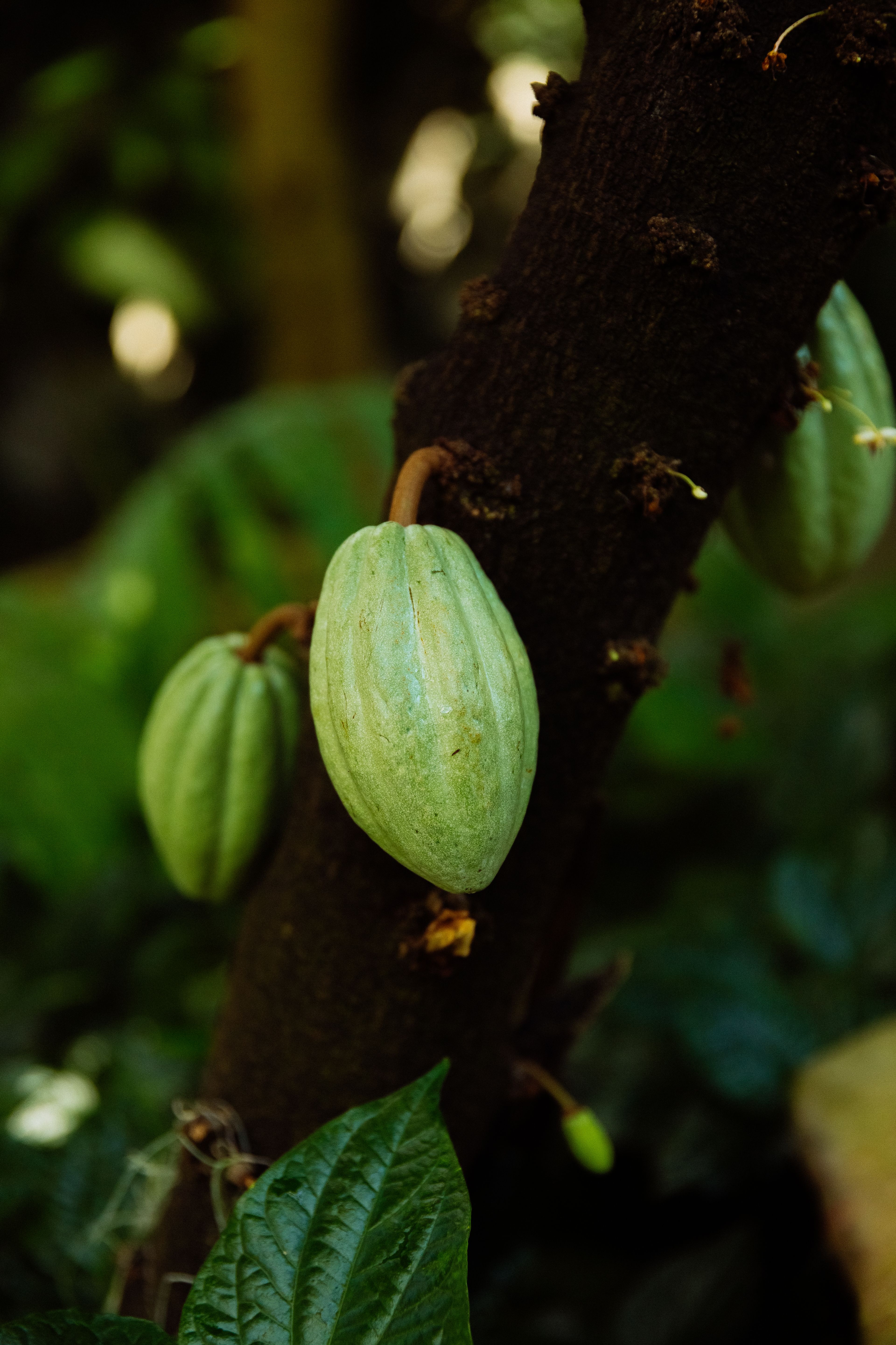 Fotomural Primer plano de vainas de cacao verdes sobre el tronco de un árbol rodeado de vegetación selvática.