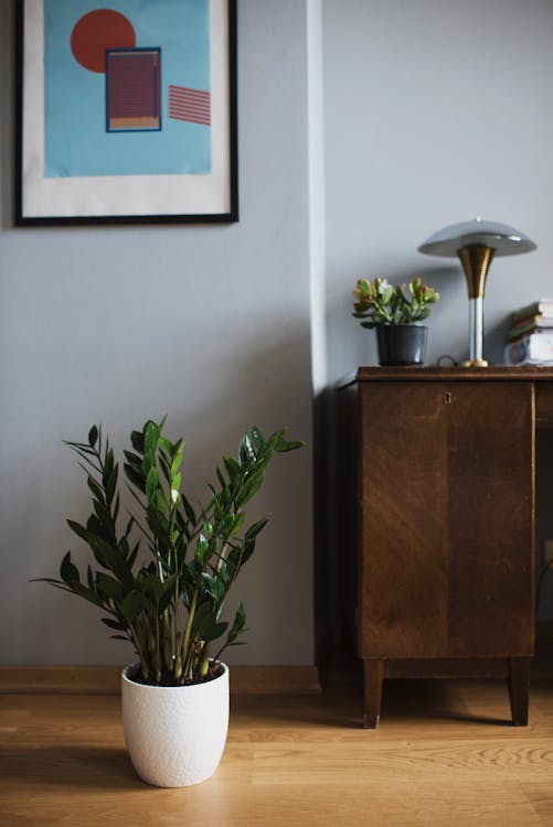 Green Zamioculcas on White Pot