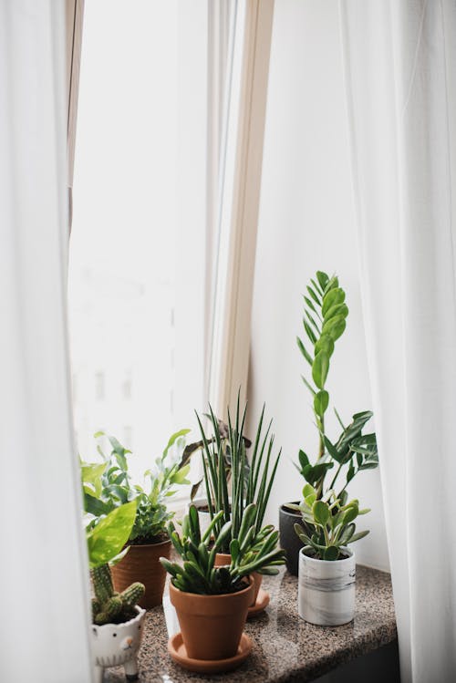 Green Plants on Brown Clay Pot