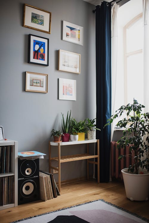 Green Potted Plant on Brown Wooden Shelf