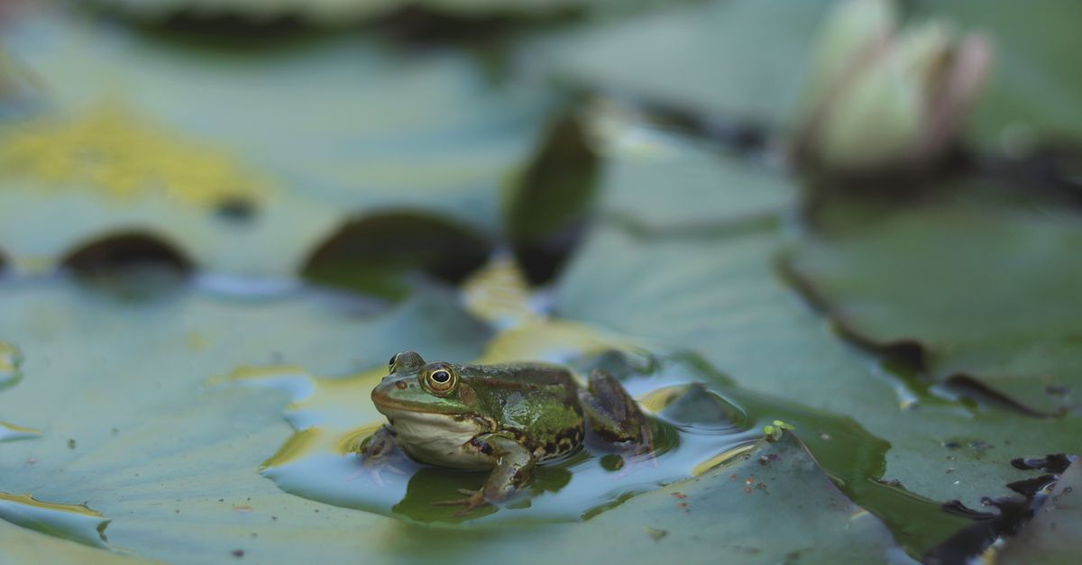 Close-up of a frog sitting on a lily pad in a pond, showcasing serene nature.