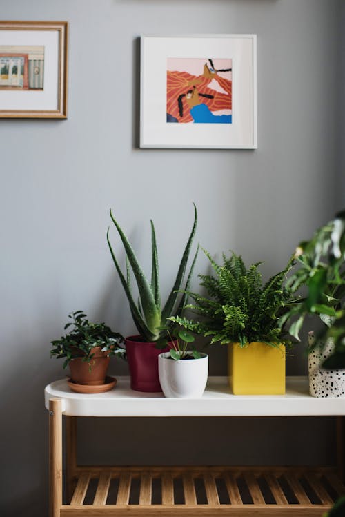 Бесплатное стоковое фото с горшечные растения, декорация, дизайн интерьера