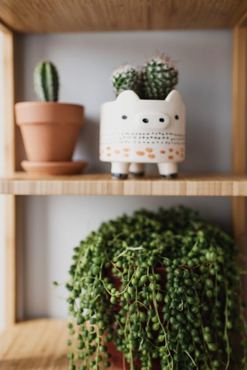 White Pig Ceramic Figurine Beside Green Plant on Brown Wooden Shelf