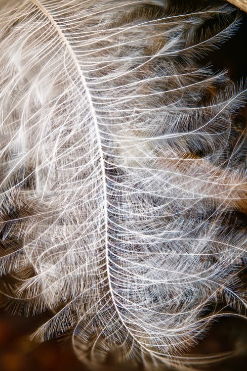Free Intricate details of a single white feather captured in stunning close-up. Stock Photo