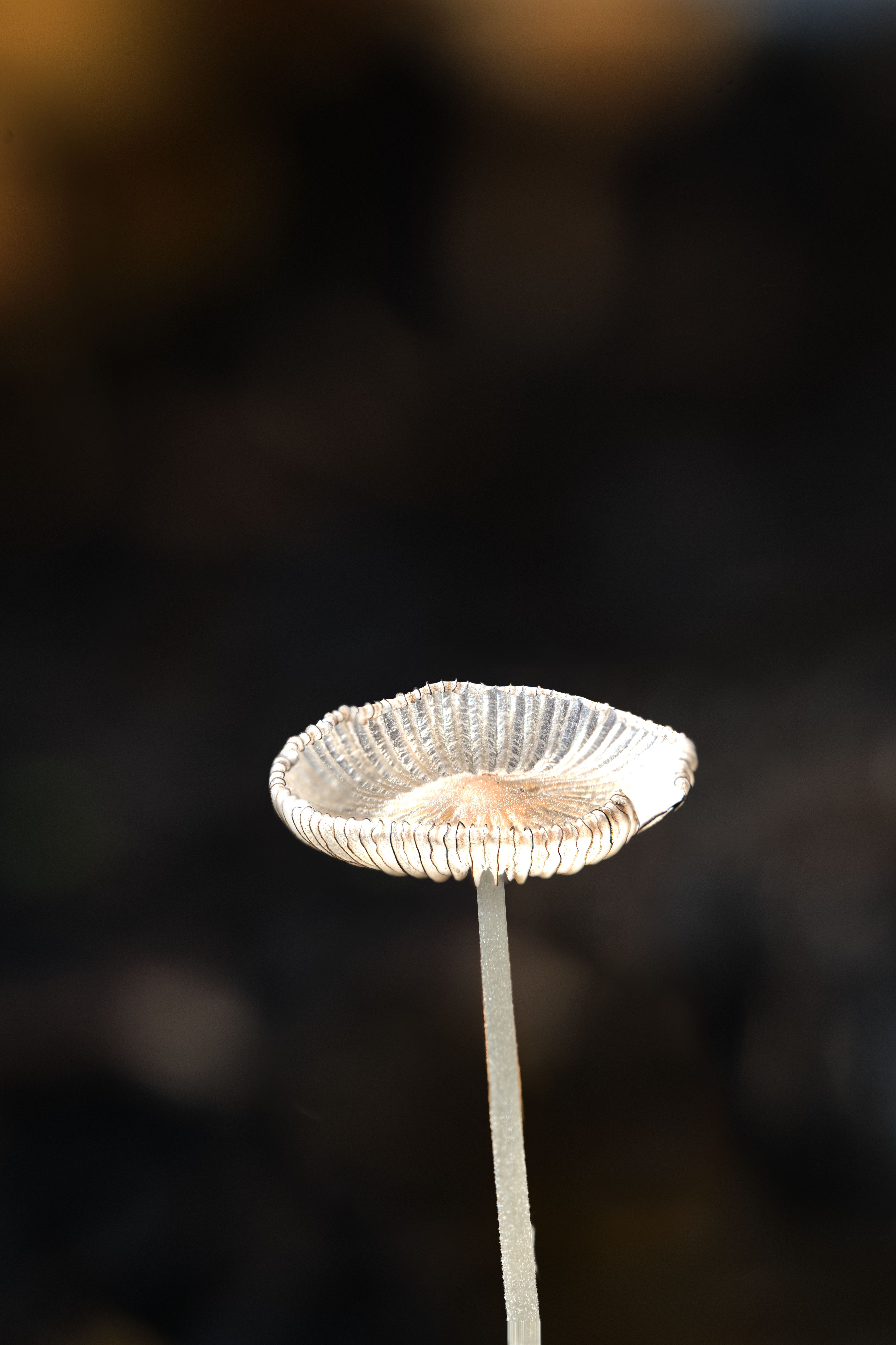 A sharp close-up of a delicate mushroom with a dark, blurry background, showcasing nature's intricate beauty.